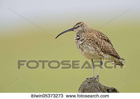 Stock Image - Whimbrel (Numenius phaeopus) on fence post in the rain, Snäfellsnes Peninsula, Iceland, Europe. Fotosearch