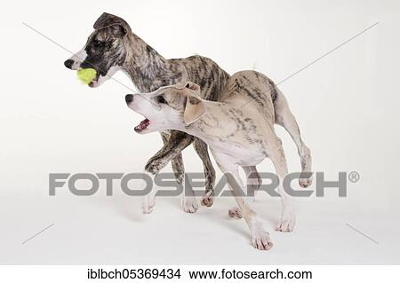 Whippet, puppies, male, 12 weeks View Large Photo Image Picture - Whippet, puppies, male, 12 weeks. Fotosearch