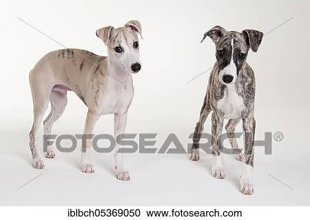 Whippet, puppies, males, 12 weeks View Large Photo Image Stock Image - Whippet, puppies, males, 12 weeks. Fotosearch