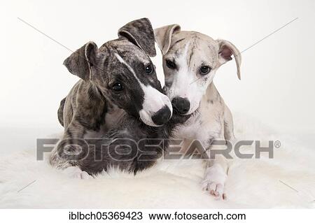 Whippet, puppies, males, 12 weeks View Large Photo Image Stock Image - Whippet, puppies, males, 12 weeks. Fotosearch