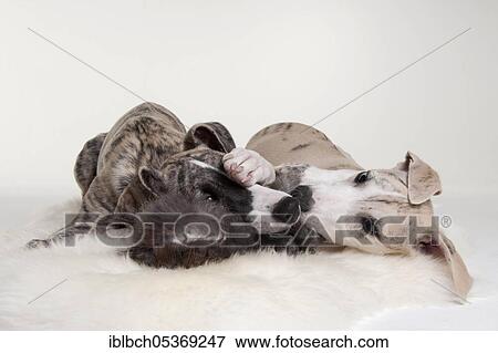 Whippet, puppies, males, 12 weeks View Large Photo Image Stock Photo - Whippet, puppies, males, 12 weeks. Fotosearch