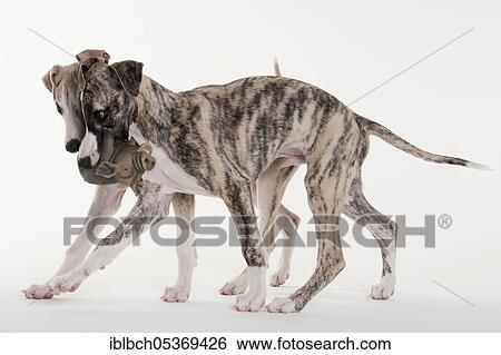 Whippet, puppies, males, 12 weeks View Large Photo Image Stock Photograph - Whippet, puppies, males, 12 weeks. Fotosearch