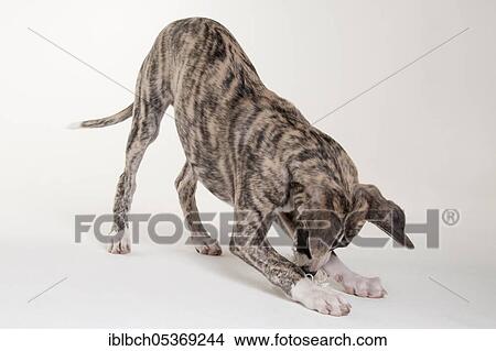 Whippet, puppy, male, 12 weeks View Large Photo Image Picture - Whippet, puppy, male, 12 weeks. Fotosearch