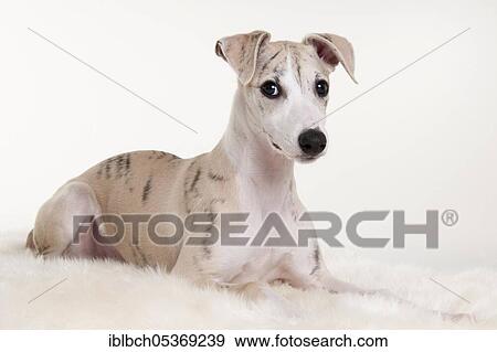 Whippet, puppy, male, 12 weeks View Large Photo Image Stock Photo - Whippet, puppy, male, 12 weeks. Fotosearch