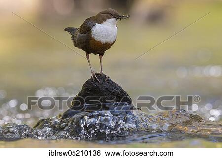 Stock Photograph - White-breasted dipper (Cinclus cinclus) with captured insects. Fotosearch