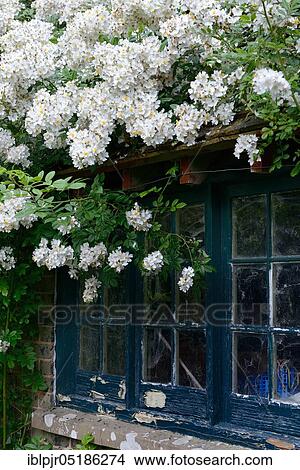 White climbing rose on house with old window View Large Photo Image Picture - White climbing rose on house with old window. Fotosearch