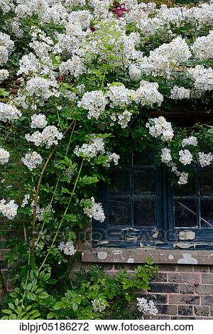 Stock Image - White climbing rose on house with old window. Fotosearch