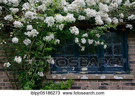 White climbing rose on house with old window View Large Photo Image Stock Image - White climbing rose on house with old window. Fotosearch