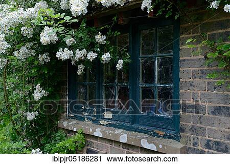 Stock Image - White climbing rose on house with old window. Fotosearch