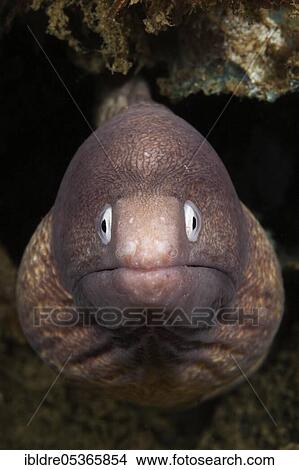 White-eyed moray eel, Sidera prosopeion, Ambon, Moluccas, Indonesia, Asia View Large Photo Image Picture - White-eyed moray eel, Sidera prosopeion, Ambon, Moluccas, Indonesia, Asia. Fotosearch