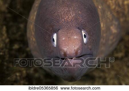 Stock Photograph - White-eyed moray eel, Sidera prosopeion, Ambon, Moluccas, Indonesia, Asia. Fotosearch