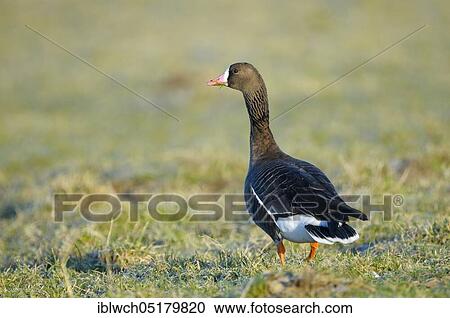 White-fronted Goose, adult, morning, January, Lower Rhine, North Rhine-Westphalia, Germany, Europe View Large Photo Image Stock Image - White-fronted Goose, adult, morning, January, Lower Rhine, North Rhine-Westphalia, Germany, Europe. Fotosearch