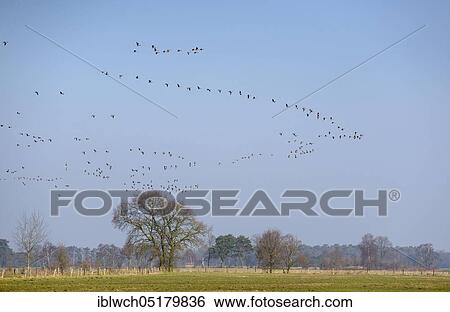 White-fronted goose, February, Dingdener Heide NSG, North Rhine-Westphalia, Germany, Europe View Large Photo Image Stock Photograph - White-fronted goose, February, Dingdener Heide NSG, North Rhine-Westphalia, Germany, Europe. Fotosearch