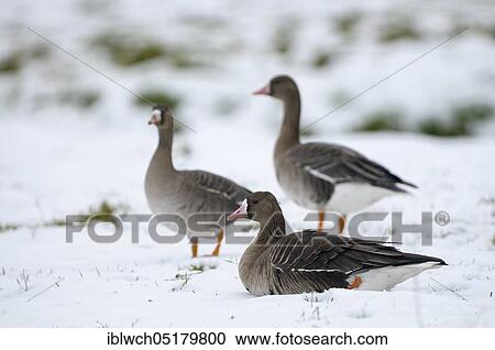 White-fronted goose, geese in snow, morning, January, Lower Rhine, North Rhine-Westphalia, Germany, Europe View Large Photo Image Stock Image - White-fronted goose, geese in snow, morning, January, Lower Rhine, North Rhine-Westphalia, Germany, Europe. Fotosearch