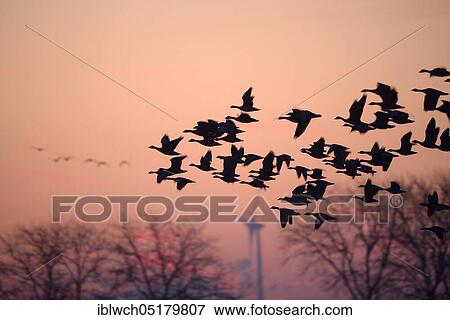 White-fronted goose, January, Lower Rhine, North Rhine-Westphalia, Germany, Europe View Large Photo Image Stock Photo - White-fronted goose, January, Lower Rhine, North Rhine-Westphalia, Germany, Europe. Fotosearch
