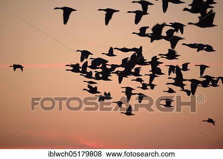 White-fronted goose, January, Lower Rhine, North Rhine-Westphalia, Germany, Europe View Large Photo Image Stock Photo - White-fronted goose, January, Lower Rhine, North Rhine-Westphalia, Germany, Europe. Fotosearch