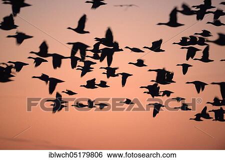 White-fronted goose, January, Lower Rhine, North Rhine-Westphalia, Germany, Europe View Large Photo Image Stock Photograph - White-fronted goose, January, Lower Rhine, North Rhine-Westphalia, Germany, Europe. Fotosearch