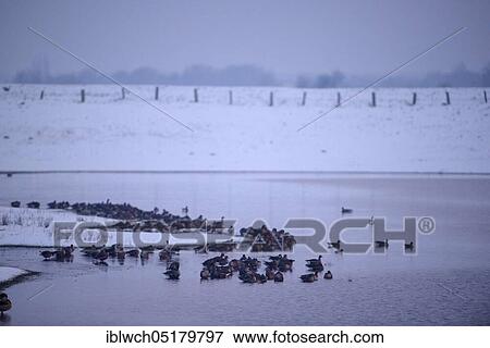 White-fronted Goose, roost, morning, in front of sunrise, January, Lower Rhine, North Rhine-Westphalia, Germany, Europe View Large Photo Image Stock Photo - White-fronted Goose, roost, morning, in front of sunrise, January, Lower Rhine, North Rhine-Westphalia, Germany, Europe. Fotosearch