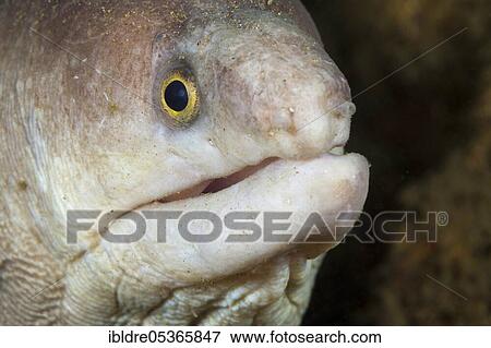 White moray eel, Gymnothorax sp., Ambon, Moluccas, Indonesia, Asia View Large Photo Image Stock Photo - White moray eel, Gymnothorax sp., Ambon, Moluccas, Indonesia, Asia. Fotosearch