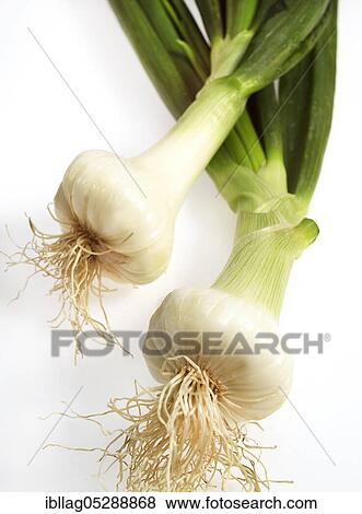 Stock Photo - White onion (Allium cepa), vegetable against white background. Fotosearch