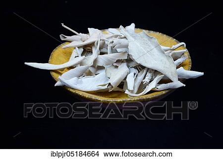 Picture - White sage ( Salvia apiana), Indian incense, Incense. Fotosearch
