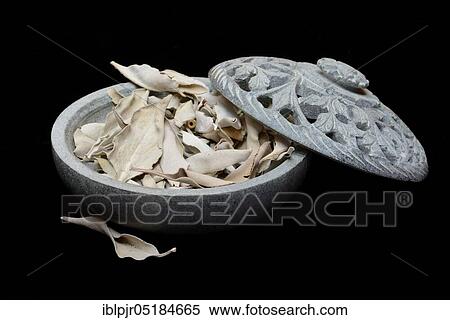 White sage ( Salvia apiana), Indian incense, Incense View Large Photo Image Stock Photography - White sage ( Salvia apiana), Indian incense, Incense. Fotosearch