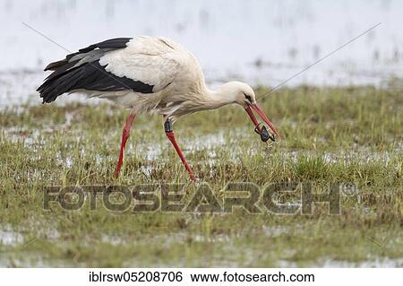 Stock Photograph - White Stork, (Ciconia ciconia), Lower Saxony, Germany, Europe. Fotosearch