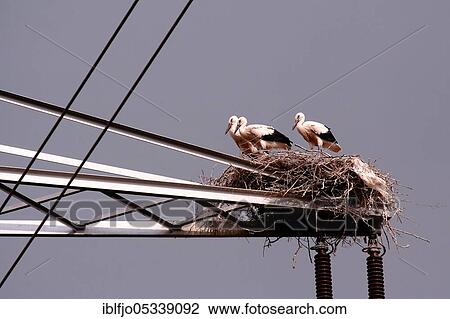 White stork (Ciconia ciconia), Nest, Power pole, Rhineland-Palatinate, Germany, Europe View Large Photo Image Stock Image - White stork (Ciconia ciconia), Nest, Power pole, Rhineland-Palatinate, Germany, Europe. Fotosearch