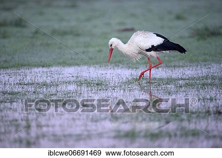 White stork (Ciconia ciconia), Old bird foraging, March, Lower Rhine, North Rhine-Westphalia, Germany, Europe View Large Photo Image Stock Photo - White stork (Ciconia ciconia), Old bird foraging, March, Lower Rhine, North Rhine-Westphalia, Germany, Europe. Fotosearch