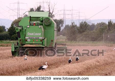 White storks (Ciconia ciconia) and combine harvester, Hesse, Germany, Europe View Large Photo Image Stock Photo - White storks (Ciconia ciconia) and combine harvester, Hesse, Germany, Europe. Fotosearch