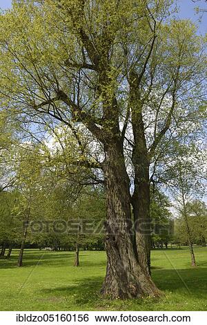 White willow (Salix alba) View Large Photo Image Stock Photograph - White willow (Salix alba). Fotosearch