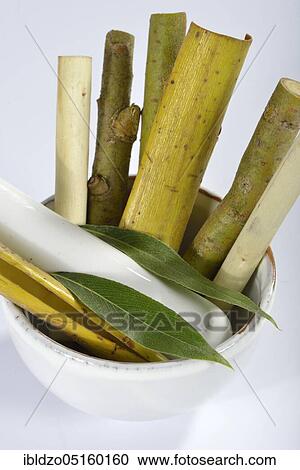Stock Image - White willow (Salix alba), willow bark. Fotosearch