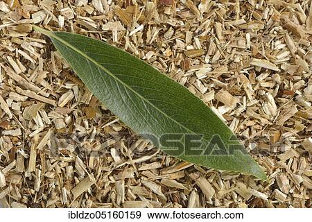 White willow (Salix alba), willow bark View Large Photo Image Stock Photo - White willow (Salix alba), willow bark. Fotosearch