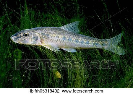Whitefin greenling, Baden-Württemberg (Gobio albipinnatus), Germany, Europe View Large Photo Image Stock Image - Whitefin greenling, Baden-Württemberg (Gobio albipinnatus), Germany, Europe. Fotosearch