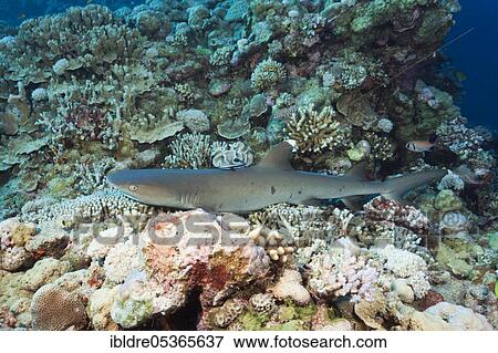 Whitetip reef shark (Triaenodon obesus), Osprey Reef, Coral Sea, Australia, Oceania View Large Photo Image Stock Photo - Whitetip reef shark (Triaenodon obesus), Osprey Reef, Coral Sea, Australia, Oceania. Fotosearch