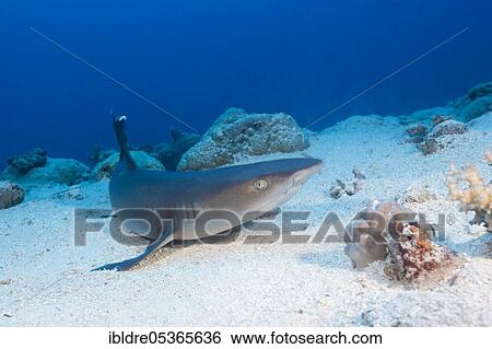 Whitetip reef shark (Triaenodon obesus), Osprey Reef, Coral Sea, Australia, Oceania View Large Photo Image Stock Photograph - Whitetip reef shark (Triaenodon obesus), Osprey Reef, Coral Sea, Australia, Oceania. Fotosearch