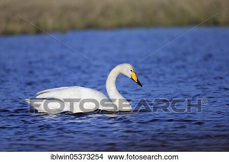 Whooper swan (Cygnus cygnus), Varanger Peninsula, Norway, Europe View Large Photo Image Picture - Whooper swan (Cygnus cygnus), Varanger Peninsula, Norway, Europe. Fotosearch