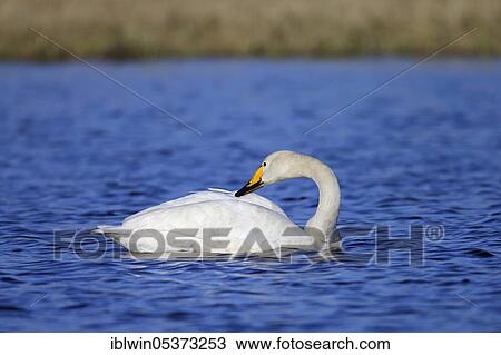 Whooper swan (Cygnus cygnus), Varanger Peninsula, Norway, Europe View Large Photo Image Stock Image - Whooper swan (Cygnus cygnus), Varanger Peninsula, Norway, Europe. Fotosearch