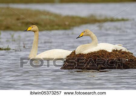 Stock Photo - Whooper swan (Cygnus cygnus), Vatnsnes Peninsula, Iceland, Europe. Fotosearch