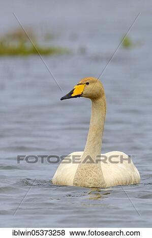 Stock Photo - Whooper swan (Cygnus cygnus), Vatnsnes Peninsula, Iceland, Europe. Fotosearch