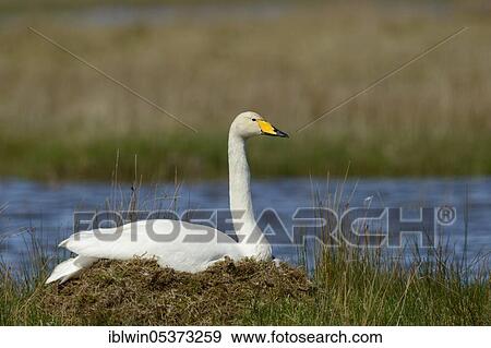 Whooper swan (Cygnus cygnus), Vatnsnes Peninsula, Iceland, Europe View Large Photo Image Stock Photo - Whooper swan (Cygnus cygnus), Vatnsnes Peninsula, Iceland, Europe. Fotosearch
