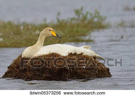 Whooper swan (Cygnus cygnus), Vatnsnes Peninsula, Iceland, Europe View Large Photo Image Stock Photograph - Whooper swan (Cygnus cygnus), Vatnsnes Peninsula, Iceland, Europe. Fotosearch