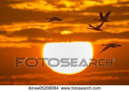 Whooper swans (Cygnus cygnus) Goldenstedter Moor, Lower Saxony, Germany, Europe View Large Photo Image Picture - Whooper swans (Cygnus cygnus) Goldenstedter Moor, Lower Saxony, Germany, Europe. Fotosearch