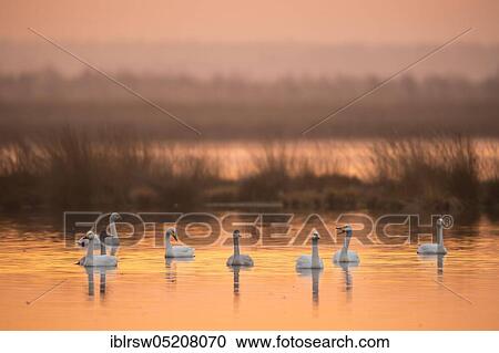 Whooper swans (Cygnus cygnus) Goldenstedter Moor, Lower Saxony, Germany, Europe View Large Photo Image Stock Image - Whooper swans (Cygnus cygnus) Goldenstedter Moor, Lower Saxony, Germany, Europe. Fotosearch