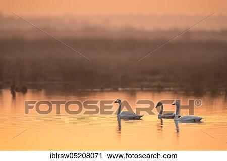 Whooper swans (Cygnus cygnus) Goldenstedter Moor, Lower Saxony, Germany, Europe View Large Photo Image Stock Image - Whooper swans (Cygnus cygnus) Goldenstedter Moor, Lower Saxony, Germany, Europe. Fotosearch