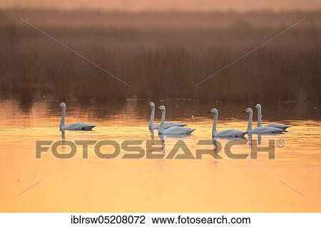Whooper swans (Cygnus cygnus) Goldenstedter Moor, Lower Saxony, Germany, Europe View Large Photo Image Stock Image - Whooper swans (Cygnus cygnus) Goldenstedter Moor, Lower Saxony, Germany, Europe. Fotosearch
