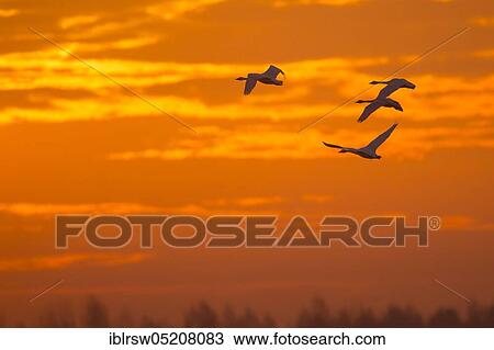 Whooper swans (Cygnus cygnus) Goldenstedter Moor, Lower Saxony, Germany, Europe View Large Photo Image Stock Image - Whooper swans (Cygnus cygnus) Goldenstedter Moor, Lower Saxony, Germany, Europe. Fotosearch