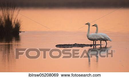 Whooper swans (Cygnus cygnus) Goldenstedter Moor, Lower Saxony, Germany, Europe View Large Photo Image Stock Photo - Whooper swans (Cygnus cygnus) Goldenstedter Moor, Lower Saxony, Germany, Europe. Fotosearch