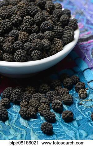 Wild Assam pepper in shell, Assam, India, Asia View Large Photo Image Stock Image - Wild Assam pepper in shell, Assam, India, Asia. Fotosearch