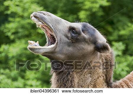 Wild Bactrian camel (Camelus ferus) with open mouth, captive View Large Photo Image Stock Image - Wild Bactrian camel (Camelus ferus) with open mouth, captive. Fotosearch